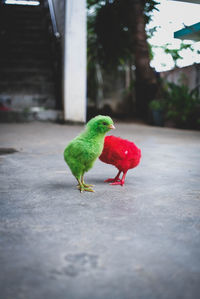 View of parrot on road