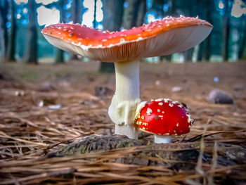 Close-up of fly agaric mushroom