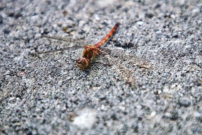 Close-up of insect