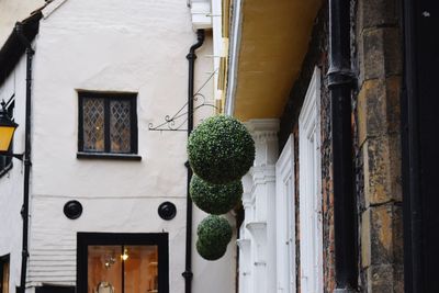 Low angle view of plants