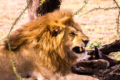 Close-up of lion relaxing outdoors