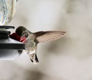 Close-up of bird flying
