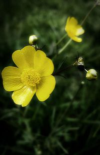 Close-up of yellow flower