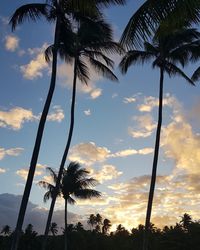 Low angle view of silhouette palm trees against sky