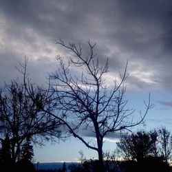 Silhouette bare tree against sky