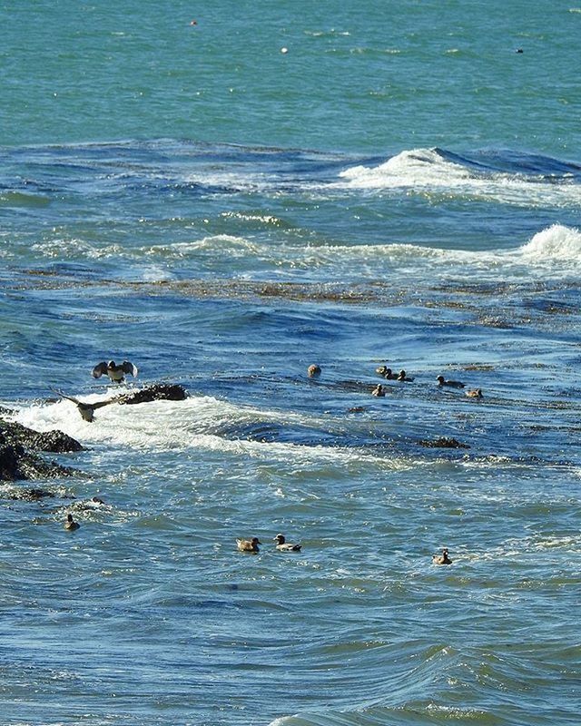 water, sea, waterfront, swimming, nature, rippled, high angle view, wave, beauty in nature, animal themes, blue, tranquility, scenics, day, beach, vacations, outdoors, horizon over water, surf, tranquil scene