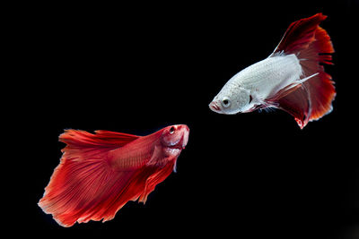 Siamese fighting fish against black background