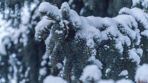 Close-up of snow covered trees in forest