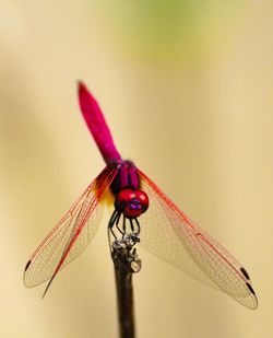 Close-up of dragonfly on twig