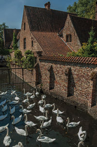 Swans swimming in canal and old house at bruges. a town full of canals and old buildings in belgium.