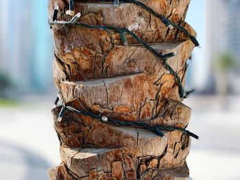 Close-up of tree trunk