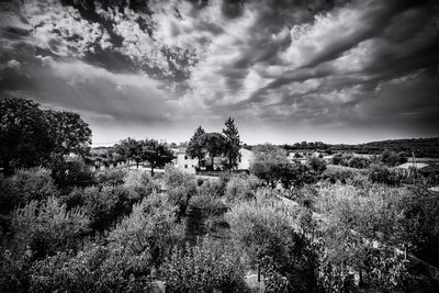 Trees on landscape against sky