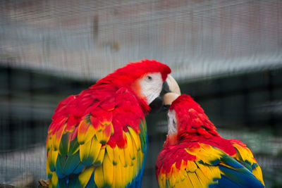 Close-up of parrot in cage