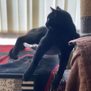 Black cat relaxing at home