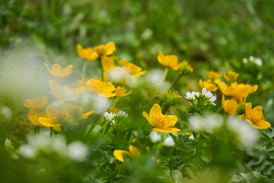 Close-up of yellow flowering plants on field