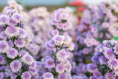 Close-up of pink flowering plants