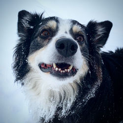 Close-up portrait of dog