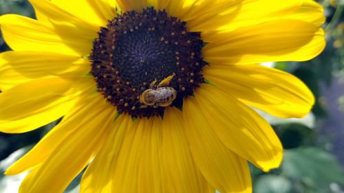 Close-up of bee on sunflower