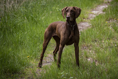 Portrait of dog standing on grass