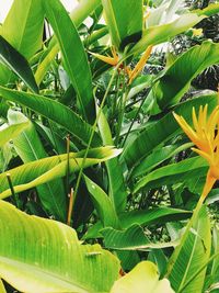 Close-up of green plant