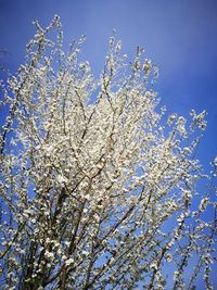 Low angle view of tree against clear sky