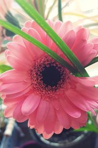 Close-up of pink flower