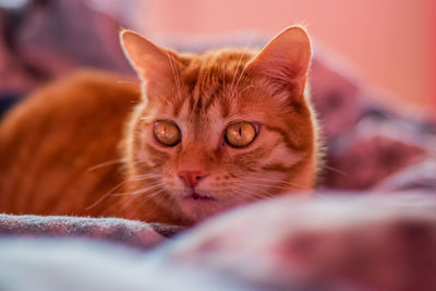 Close-up of cat resting on bed