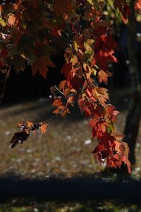 Close-up of maple leaves on tree