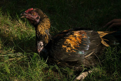 Close-up of a bird on field