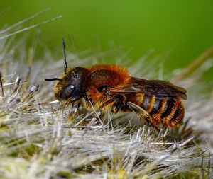 Close-up of bee on leaf