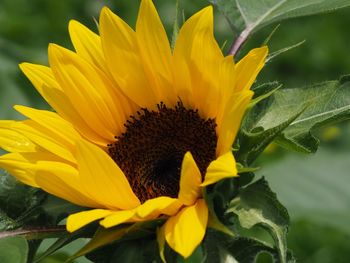 Close-up of sunflower