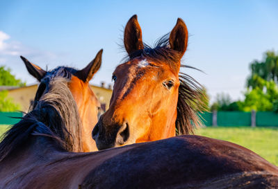 Horses in ranch against sky