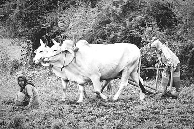 Cow standing on field