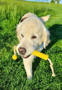 Close-up of dog with ball on field