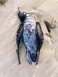 High angle view of bird on sand