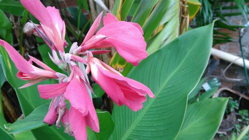 Close-up of pink flowers