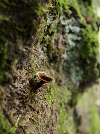 Close-up of mushroom growing on tree trunk