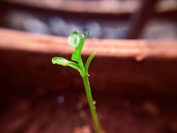 Close-up of plant growing outdoors