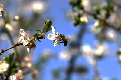 Close-up of bee pollinating on fresh white flower