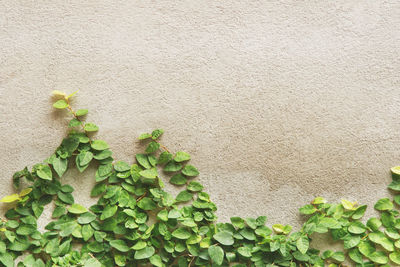 Climbing fig on rough surface cement plaster wall