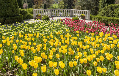 Yellow flowering plants in park