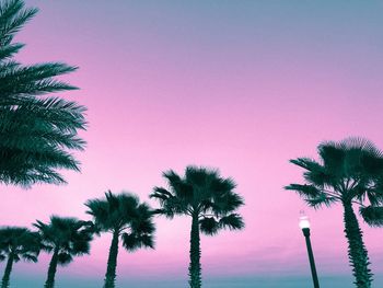 Low angle view of palm trees against sky