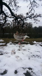 View of bird in snow