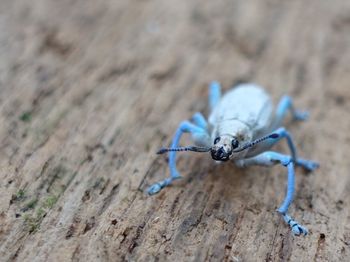 Close-up of insect on wood