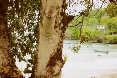 Close-up of tree trunk