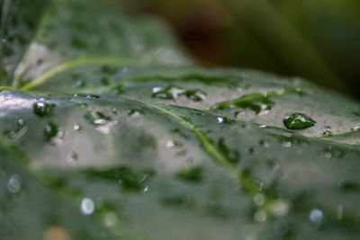 Close-up of water drops on leaf