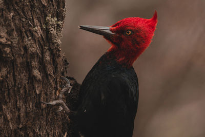 Close-up of bird on tree trunk