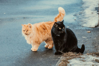 Cats sitting on street
