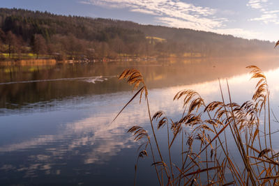 Plants growing by lake against sky during sunset