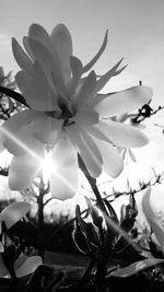 Low angle view of flowers against sky